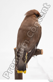 Bohemian waxwing Bombycilla garrulus whole body 0004.jpg